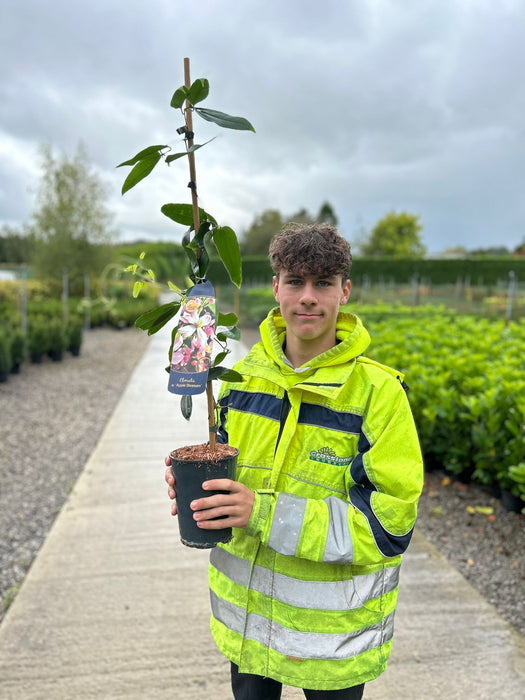 Clematis Armandii Apple Blossom 2 Litre Pot