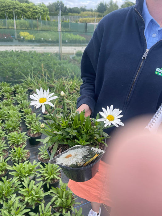 Leucanthemum Laspider 3 Litre Pot