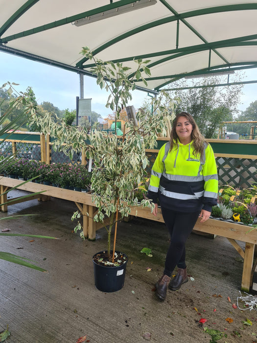 Cornus Controversa Variegata 45 Litre Pot 160/180cm Tall