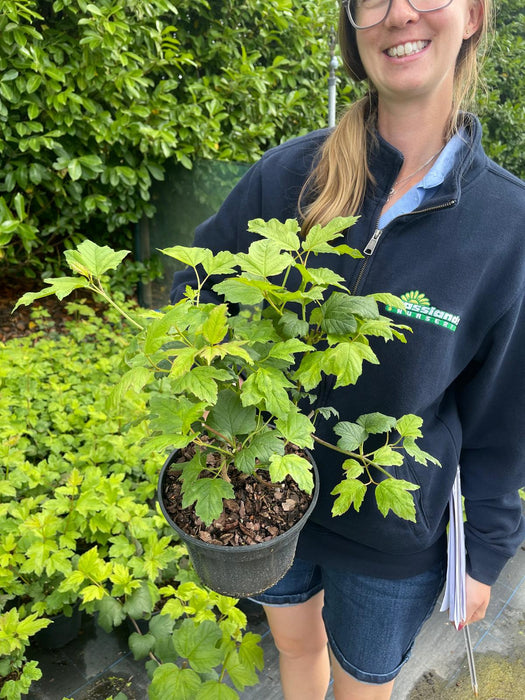 Viburnum opulus Roseum 3 Litre Pot