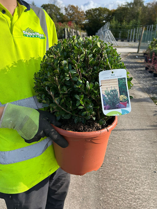 Ilex Crenata Caroline Ball 7.5 Litre Pot 30cm