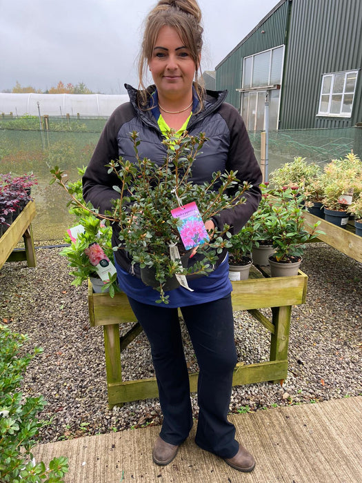 Azalea Japonica Amoena 2 Litre Pot