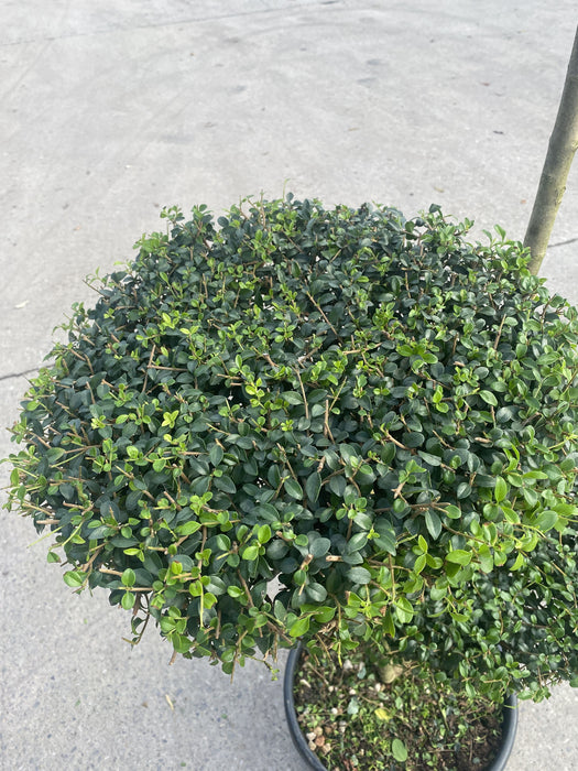 Ligustrum Delavayanum 25 Litre Pot 3 Disc Plateau