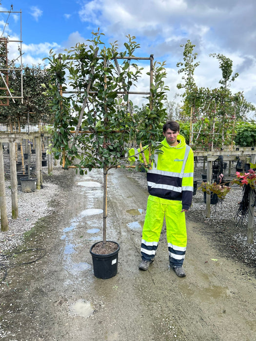 Photinia Red Robin Pleached 80/100cm Stem 120 High x 100cm Wide