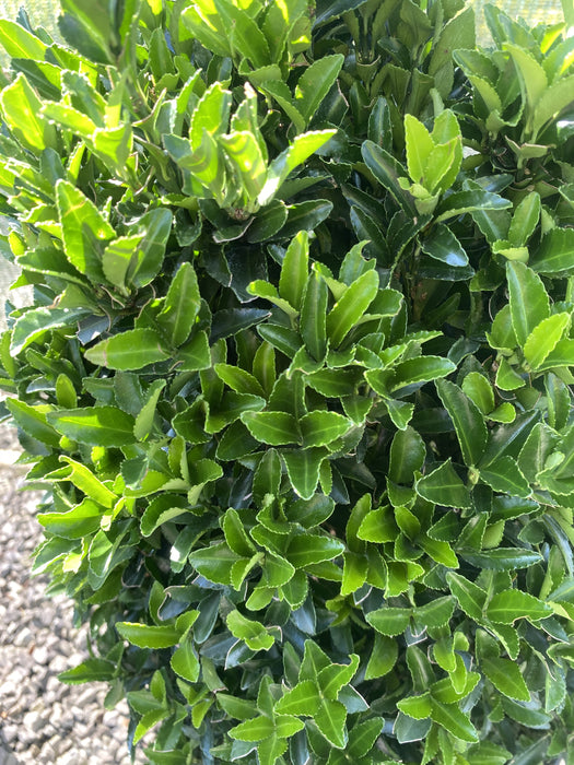 Euonymus Jap. Green Spire Cone 12 Litre Pot 50-55cm