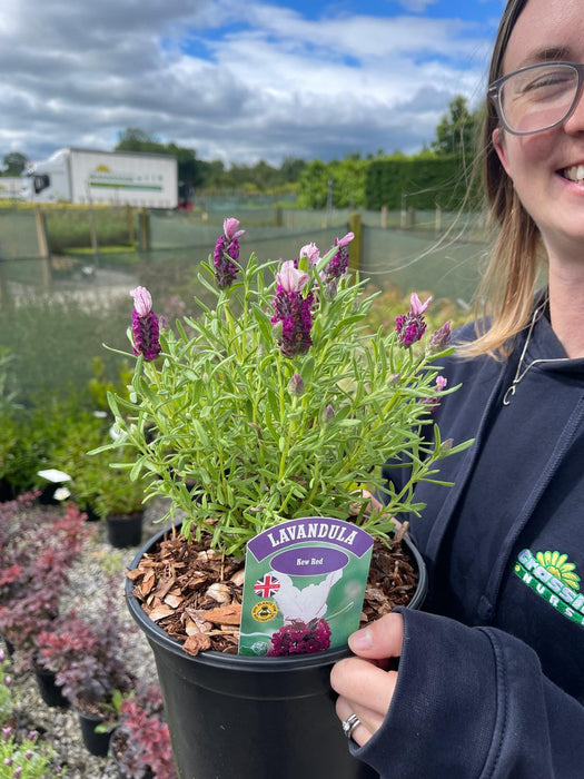 Lavender Kew Red 3 Litre Pot