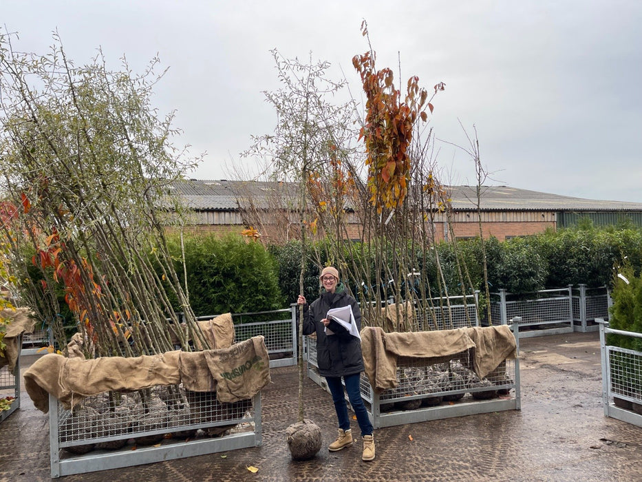 Pyrus salicifolia Pendula Standard 6-8cm