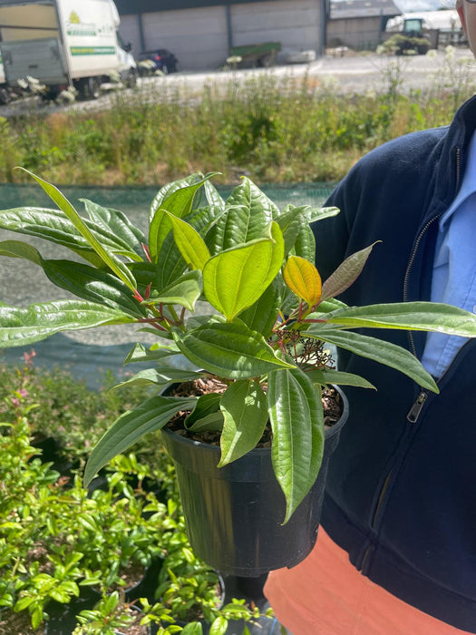 Viburnum Davidii 3 Litre Pot