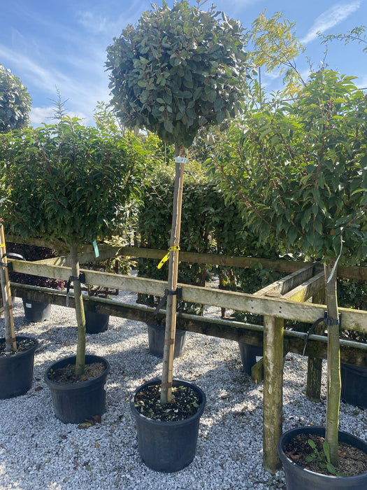 Elaeagnus Compacta 3/4 Standard 35 Litre Pot 150cm Stem