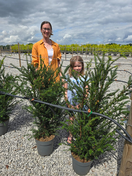 Yew Hedging  12 Litre Potted 80/100cm