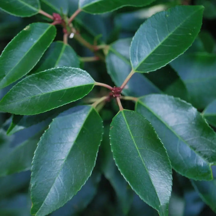 Prunus Lusitanica Myrtifolia Portuguese Laurel 7 Litre 100/110cm