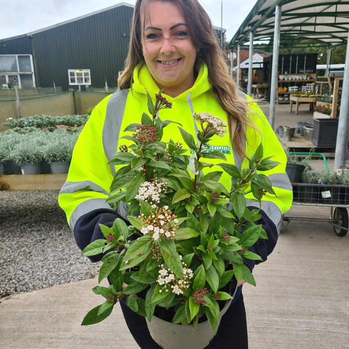 Viburnum Tinus Eve Price 5 Litre Pot 70/90cm