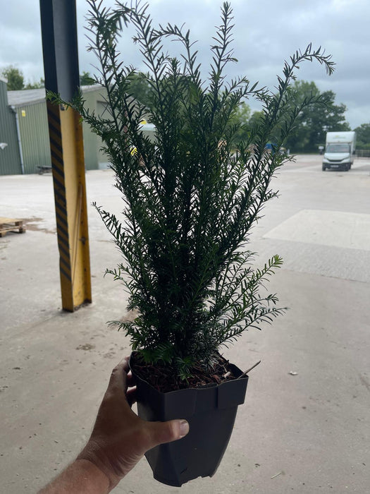 Yew Hedging 2 Litre 40/50 cm