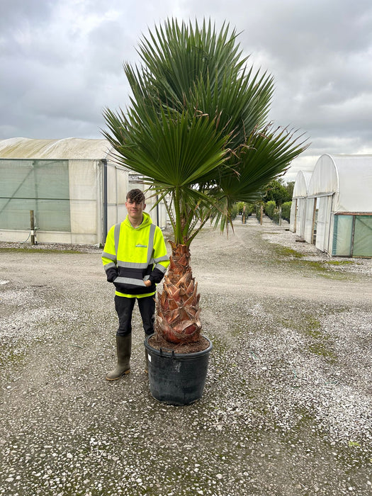 Washingtonia Robusta 70 Litre Pot Trunk Height 50/60cm