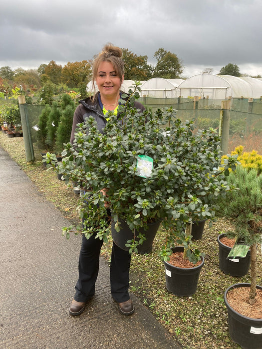 Azalea Japonica Dorothy Heiden 15 Litre Pot