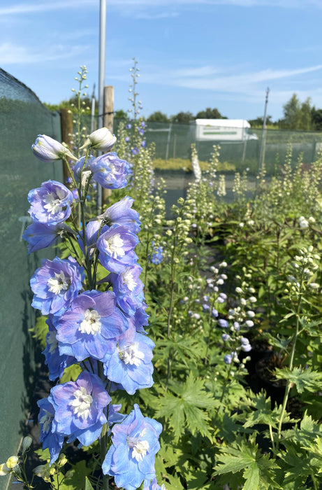 Delphinium Sky Blue White Bee 3 Litre Pot