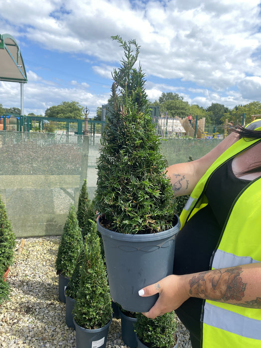 Yew Cone 5 Litre Pot 40-50cm