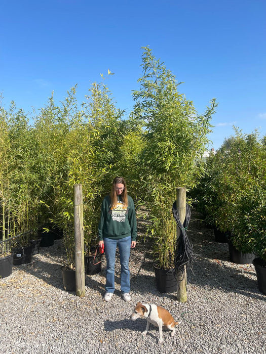 Phyllostachys Aurea, Golden Bamboo 35 Litre Pot 2.5/3 Metres