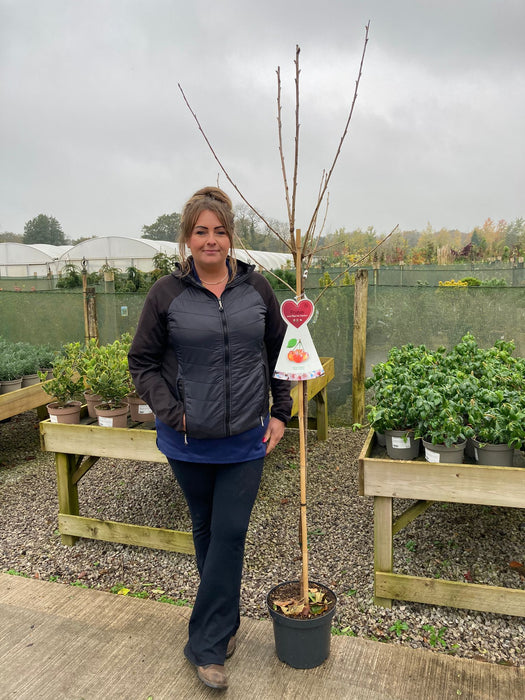 Cherry Napoleon 7.5 Litre Pot Half Standard