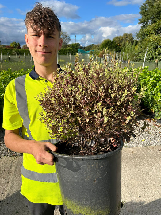 Pittosporum Tenuifolium Tom Thumb 15 Litre Pot