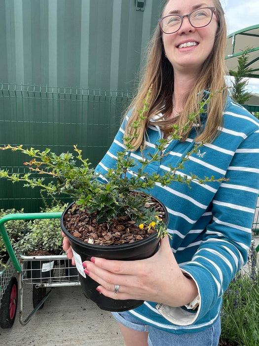 Berberis Darwinii Compacta 3 Litre Pot