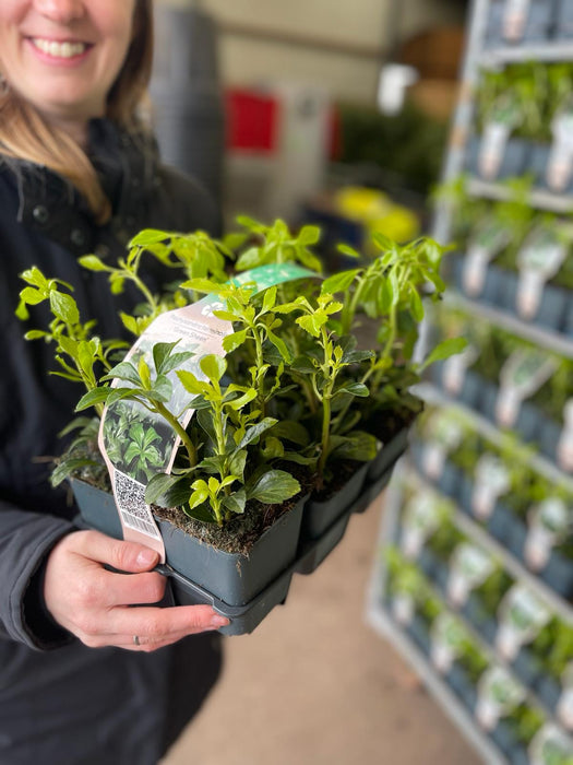 Pachysandra Green Sheen 9 cm Pot X 6 Plant Tray