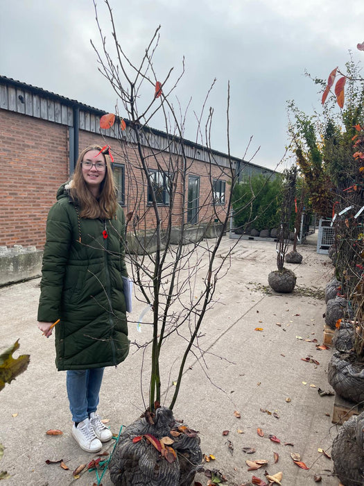 Amelanchier Lamarckii Multi Stem 175/200cm Rootballed