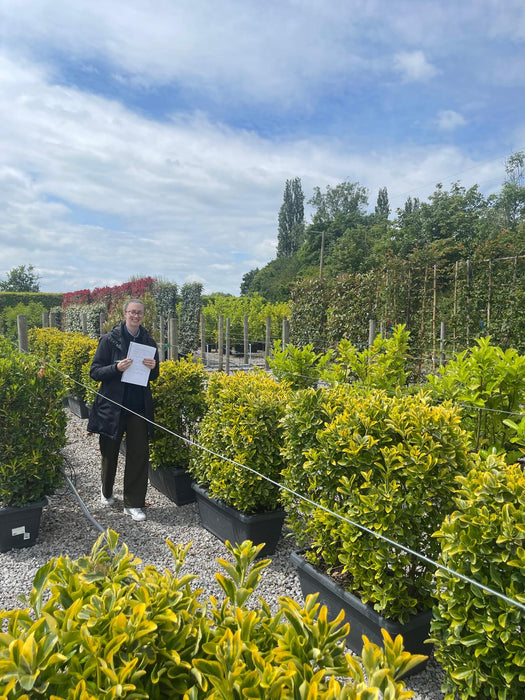 Euonymus Aureus Instant Trough 100cm Long 80cm Tall