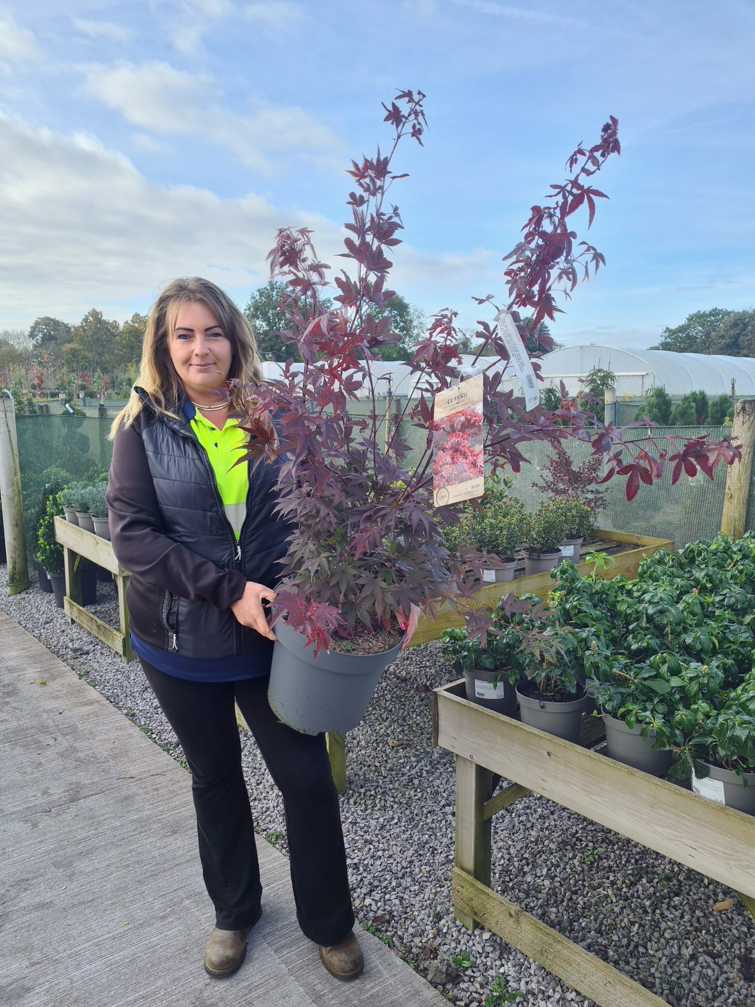 Acer Palmatum Atropurpurea 12 Litre Pot 100125cm Tall — Grasslands Nursery