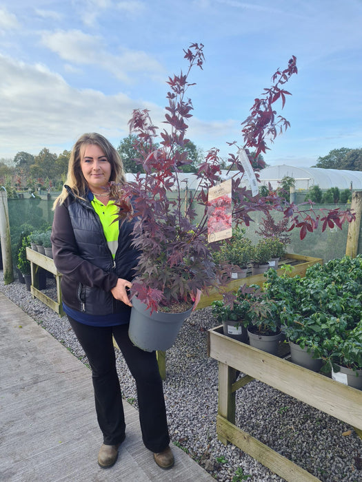 Acer palmatum Atropurpurea 12 Litre Pot 100/125cm Tall