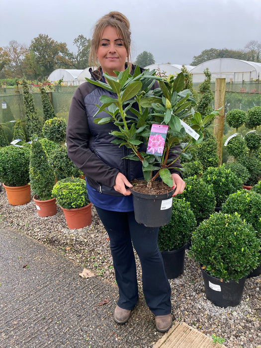 Rhododendron Hybrid Cosmopolitan 5 Litre Pot