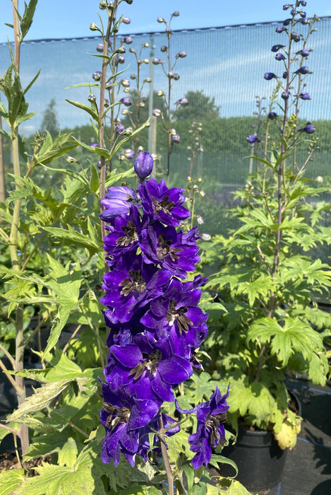 Delphinium Black Knight 3 Litre Pot