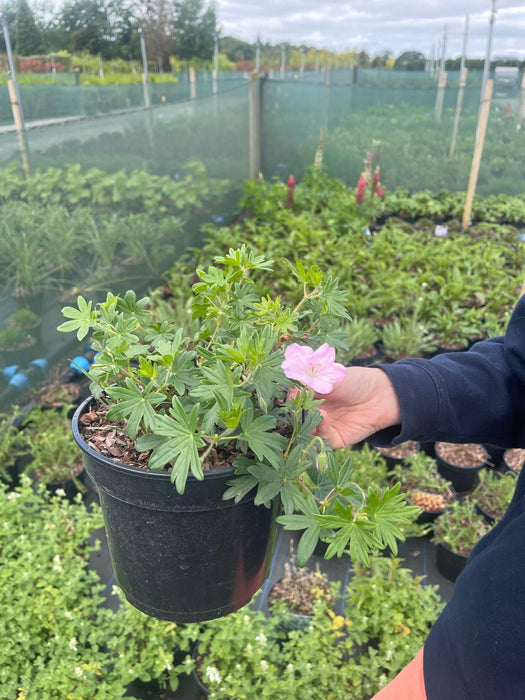 Geranium sang. Vision in Pink 3 Litre Pot