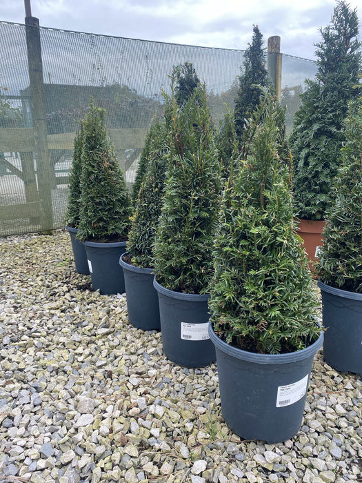 Yew Cone 5 Litre Pot 40-50cm