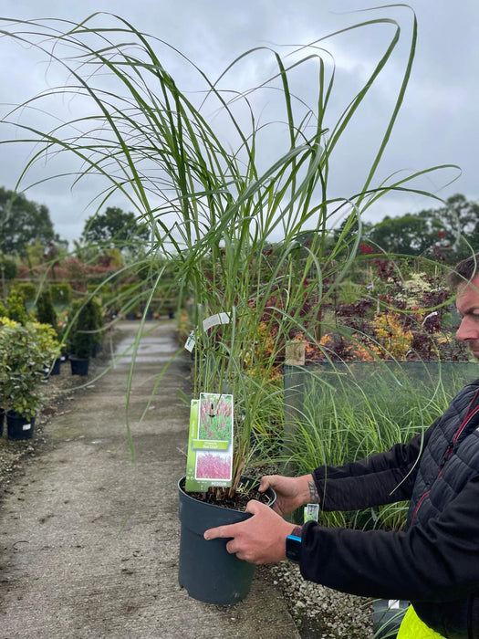 Miscanthus Red Chief 6.5 Litre Pot