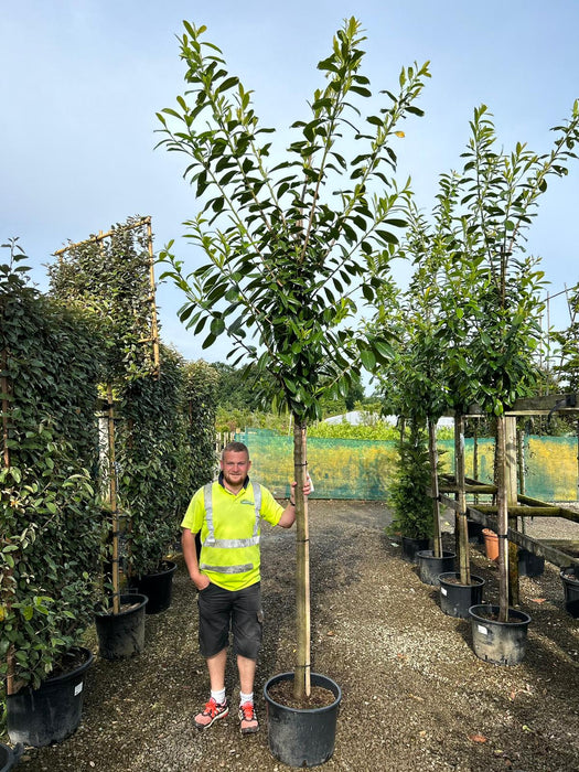 Prunus Novita Full Standard Tree 8/10cm Girth