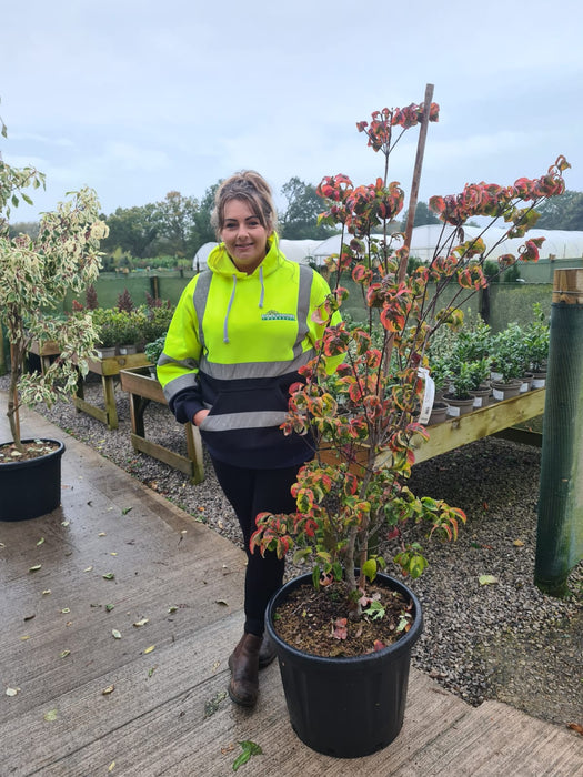 Cornus Florida 50 Litre Pot 150/160cm Tall