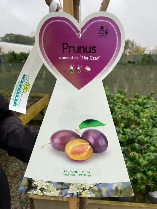 Plum Prunus Dom. The Czar 7.5 Litre Pot Half Standard