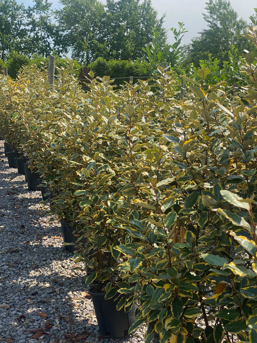 Elaeagnus x Vivileg 9 Litre Pot 80/100cm