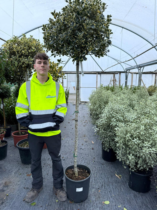 Ilex A. ArgenteaMarginata 30 Litre Pot 3/4 Standard