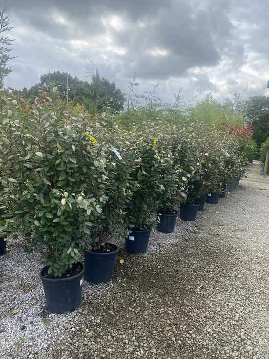 Elaeagnus x Ebbingei Compacta 25 Litre Pot 120/150cm