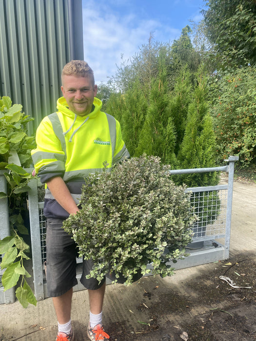 Pittosporum Tenuifolium Tom Thumb 15 Litre Pot