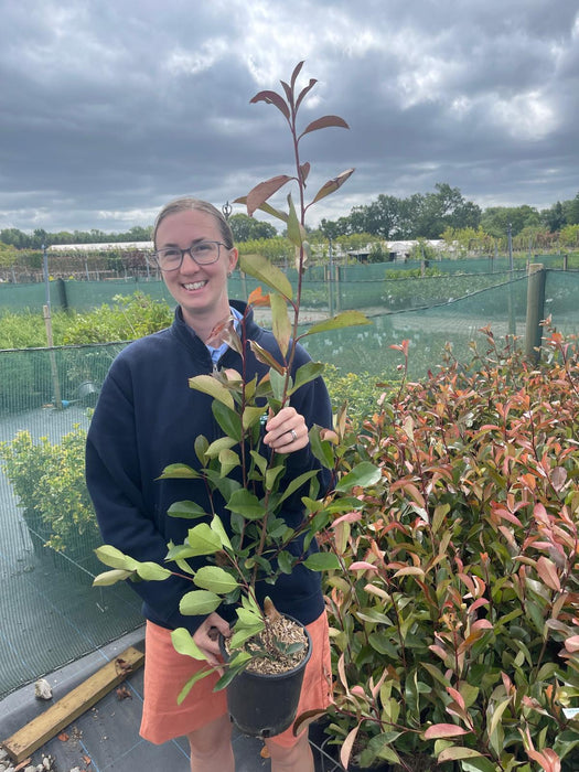 Photinia Red Robin 3.5 Litre Pot 100/120cm Tall