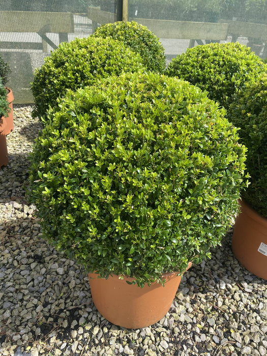 Buxus Sempervirens Ball 20 Litre Pot 50cm wide