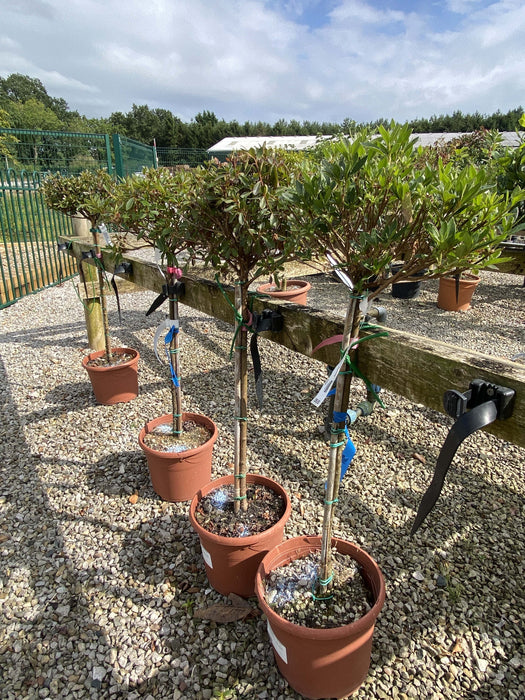 Azalea Jap. Red 9 Litre Pot 1/2 Standard