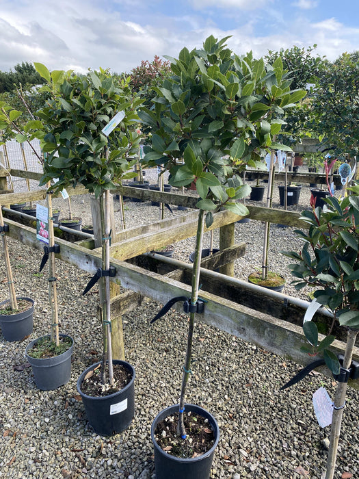 Laurus Nobilis 1/2 Standard  9 Litre Pot 80cm Stem