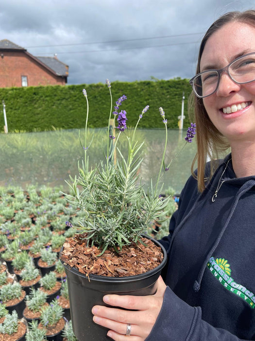 Lavender Angustifolia Hidcote 3 Litre Pot