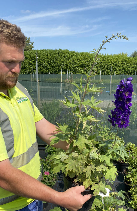 Delphinium Black Knight 3 Litre Pot