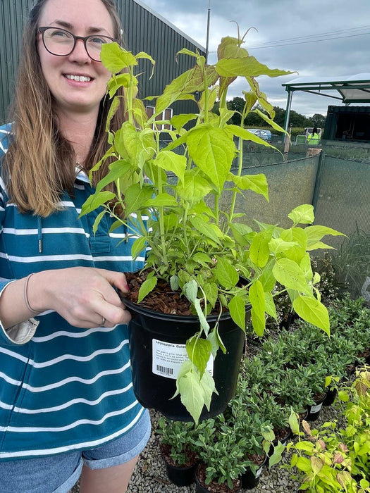 Leycesteria Golden Lanterns 3 Litre Pot