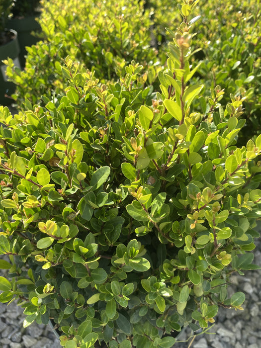 Ilex Crenata Jenny Ball 2 Litre Pot 20cm